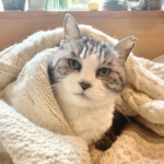 レス1番のサムネイル画像