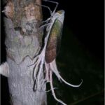 レス39番の画像1