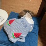 レス1番の画像1