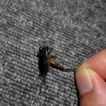 レス1番の画像2