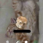 レス17番の画像1