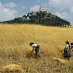 レス1番のリンク先のサムネイル画像