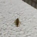 レス12番の画像1