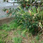 レス1番の画像4