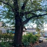 レス1番の画像2