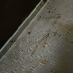 レス29番の画像1