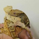 レス1番の画像3