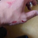 レス1番のリンク先のサムネイル画像