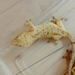 レス11番の画像1