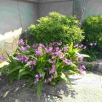 レス46番の画像2