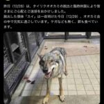 レス1番の画像1