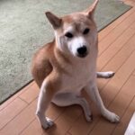 レス39番の画像1