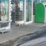 レス2番の画像2