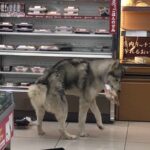 レス44番の画像1