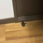 レス1番の画像1