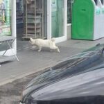 レス2番の画像1