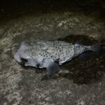 レス38番の画像1