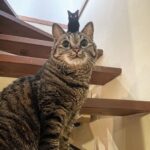 レス5番の画像1