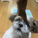 レス2番の画像3