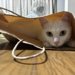 レス18番の画像1