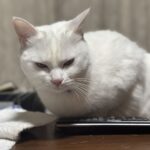 レス10番の画像1