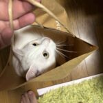 レス18番の画像2