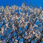 レス12番の画像1