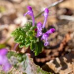 レス16番の画像3