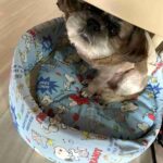 レス48番の画像1