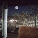 レス8番の画像1