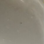 レス22番の画像1