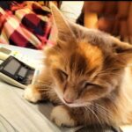 レス20番の画像3