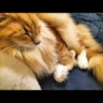 レス20番の画像5