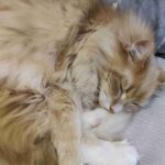 レス20番の画像4