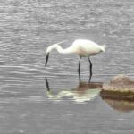 レス9番の画像5