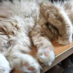 レス20番の画像8