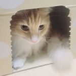 レス20番の画像7