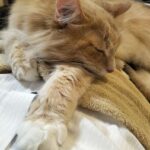 レス20番の画像2