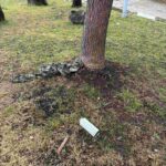 レス11番の画像1