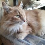 レス20番の画像1