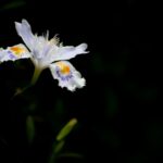 レス32番の画像1