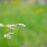 レス31番の画像1