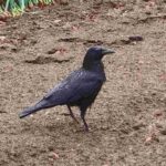 レス28番の画像2