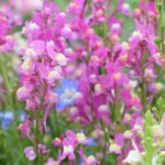 レス13番の画像1