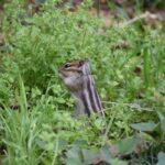 レス7番の画像3