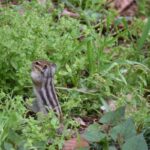 レス7番の画像5