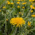 レス18番の画像1