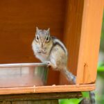 レス13番の画像1