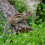 レス31番の画像1