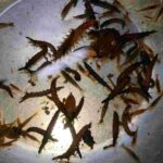 レス20番の画像1